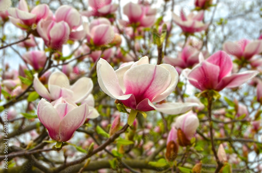 Bloomy magnolia tree Bloomy magnolia tree