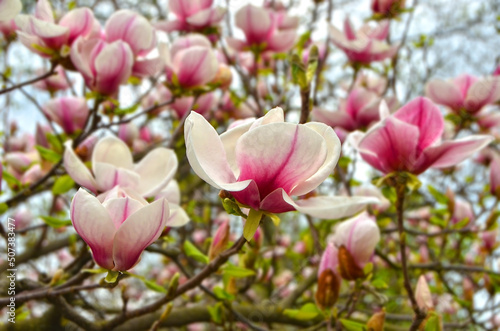 Bloomy magnolia tree