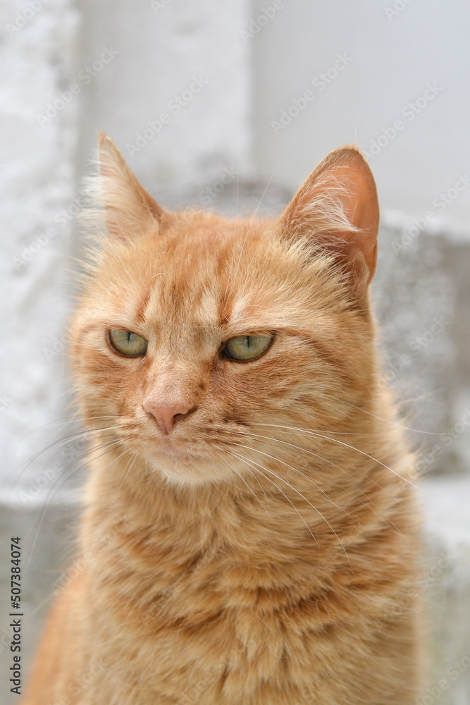 Portrait of an angry-looking orange tabby cat with green eyes