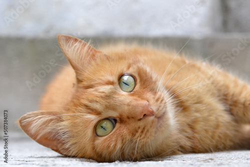 Canvas Print Orange tabby cat lying on the floor looking up with pinpoint pupils