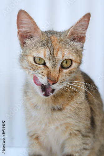 Photo of a calico cat sitting down and licking its mouth