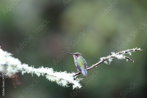 Scintillant hummingbird (Selasphorus scintilla) 2.5