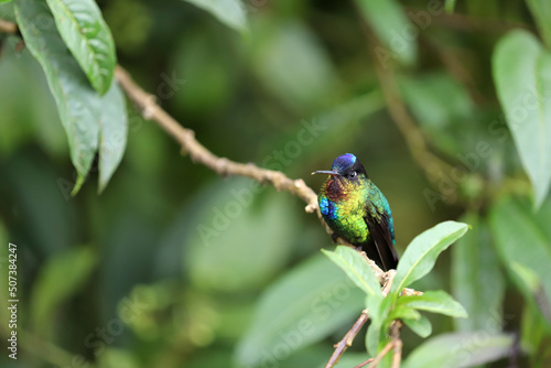 Fiery throat humming bird resting on a branch. Cloud forest of Costa Rica