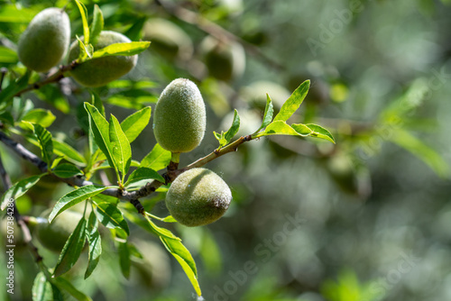 Detail of green almonds on tree in Andalucia (Spain)