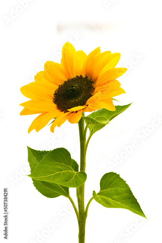 Sunflower flowers isolated on transparent background, Yellow flower isolated Photo summer  flowers, png	