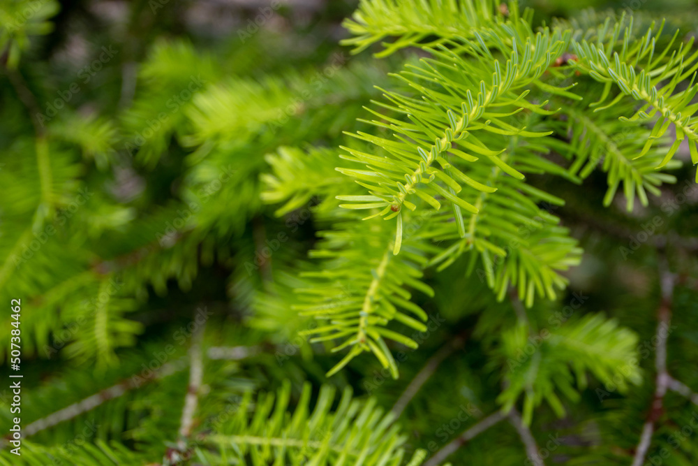 Bright green coniferous tree branch on the blurred background Bright green coniferous tree branch on the blurred background