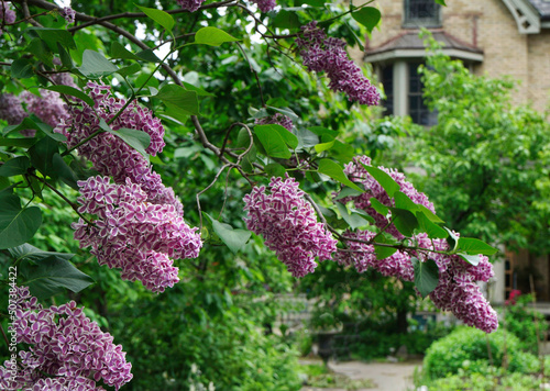 Fototapeta Naklejka Na Ścianę i Meble -  Lilacs with multi-colored flowers, purple centers with white edges, varietal named Sensation