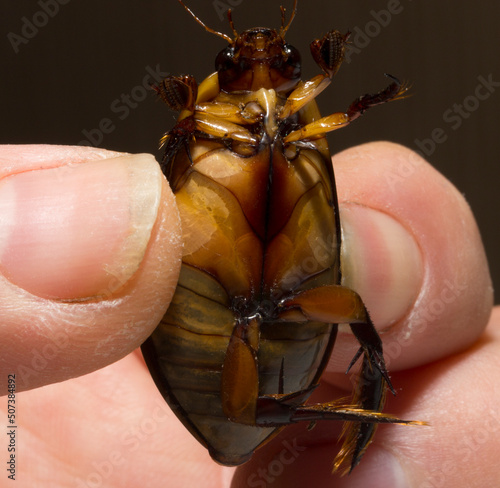 Dytiscidae – are the predaceous diving beetles, a family water beetles. Cybister lateralimarginalis-male. photo