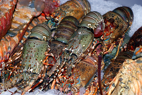 Photography fresh omani lobster on ice in a market stall in dubai for sell