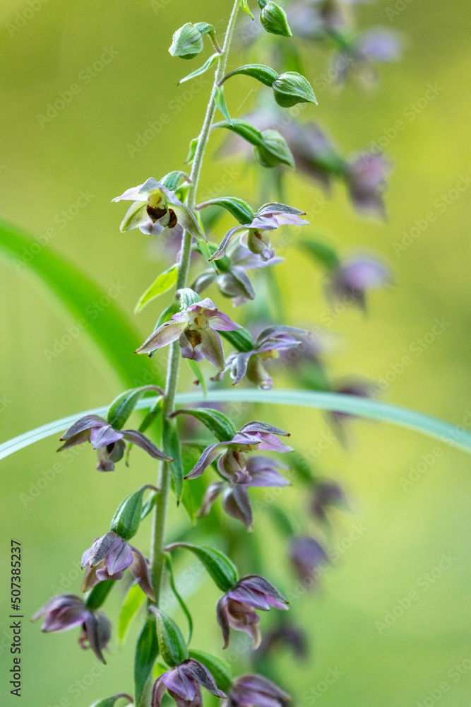 Obraz premium Close-up of Broad-leaved helleborine blossoms on a late summer day in Estonia, Northern Europe