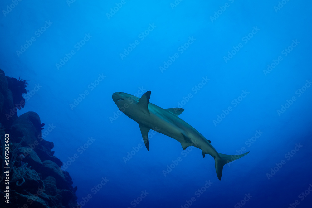 A reef shark cruises through the deep blue water around the Cayman Islands. Coral structure that forms the famous wall can be seen in the corner of the image
