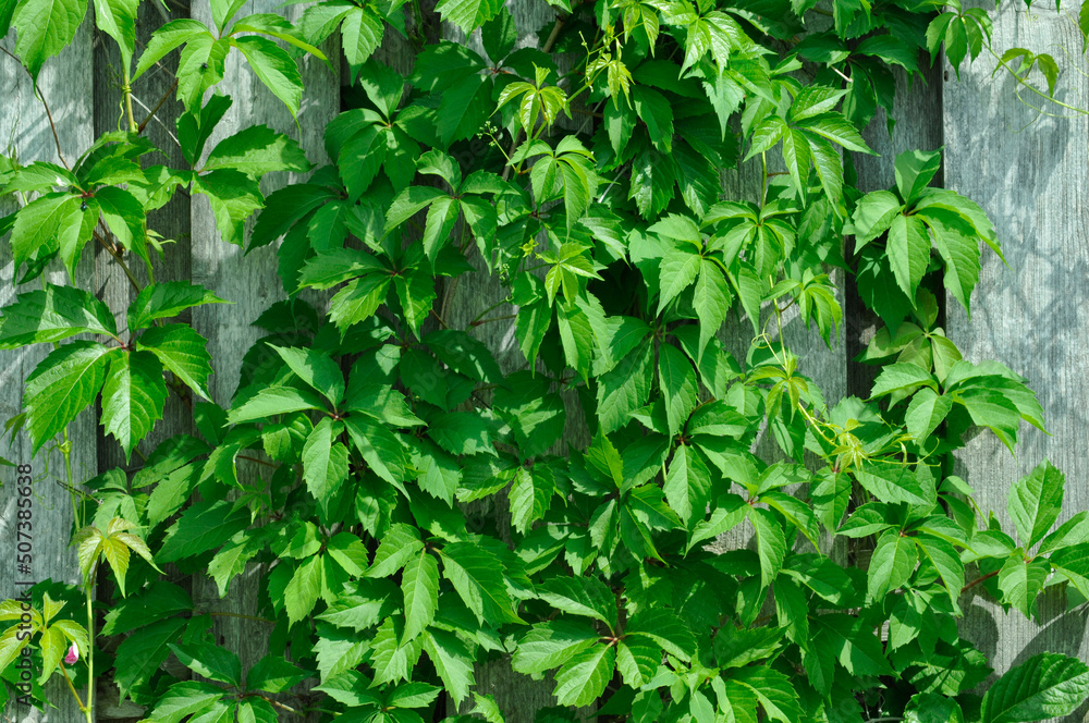 Virginia Creeper On The Fence Virginia Creeper On The Fence
