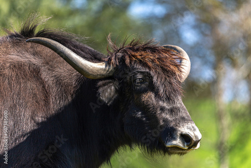 Portrait of a brown yak bull in summer outdoors, Bos mutus photo