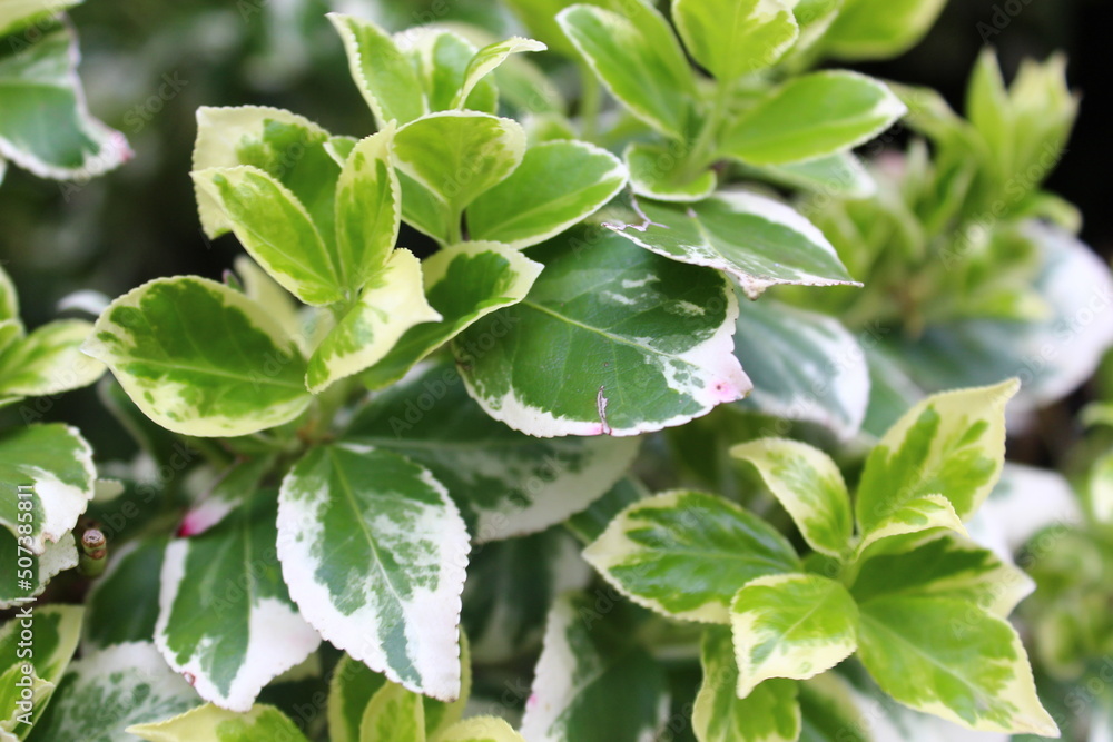 Obraz premium leaves