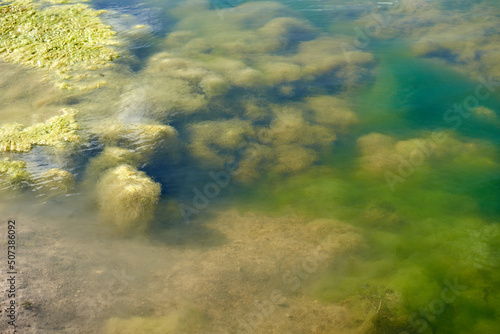 Green algae bloom in the water. The polluted water lake surface with filamentous algae. Swamp algae