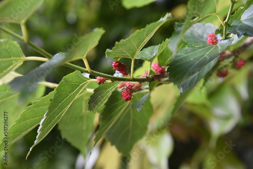 Mulberry. Moraceae deciduous shrub. Berries ripens red and black in early summer and is used for raw food and jam.