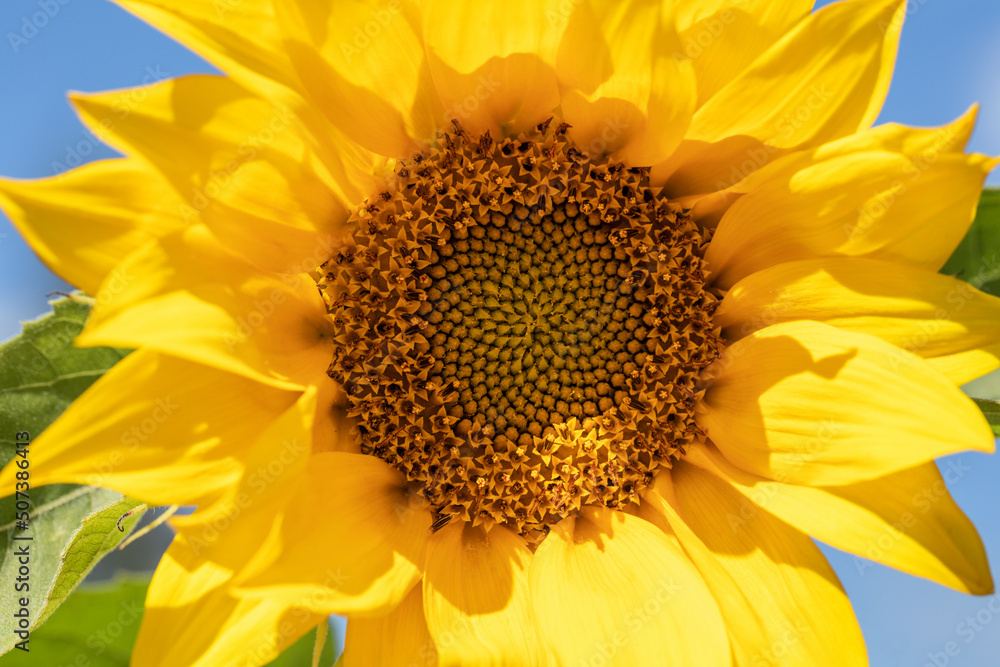 Naklejka premium Beautiful yellow sunflower flower on a sunny summer day.