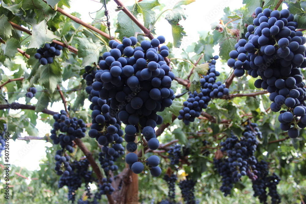 ribier variety table grapes  for export
