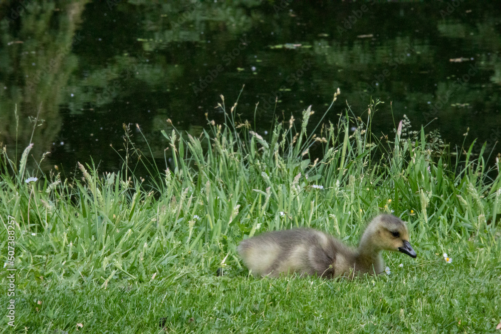 Close up of a beautiful yellow fluffy greylag goose baby gosling in spring, Anser anser is a species of large goose in the waterfowl family Anatidae Close up of a beautiful yellow fluffy greylag goose baby gosling in spring, Anser anser is a species of large goose in the waterfowl family Anatidae
