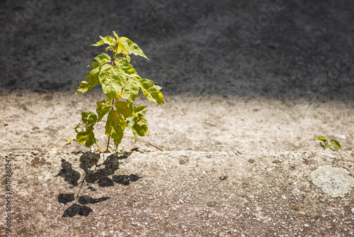 Young green plant grows among the concrete slabs