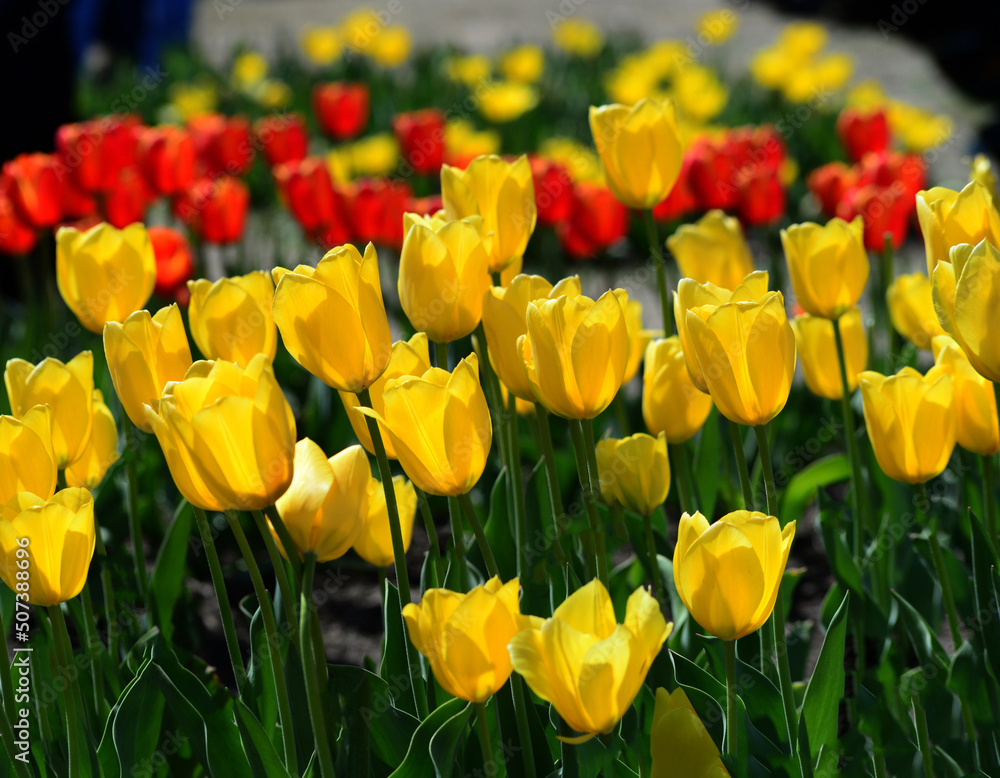 Obraz premium Tulips add color and beauty to any flower bed