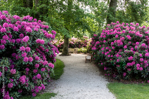 Bushes with pink rhododendron flowers in the park photo