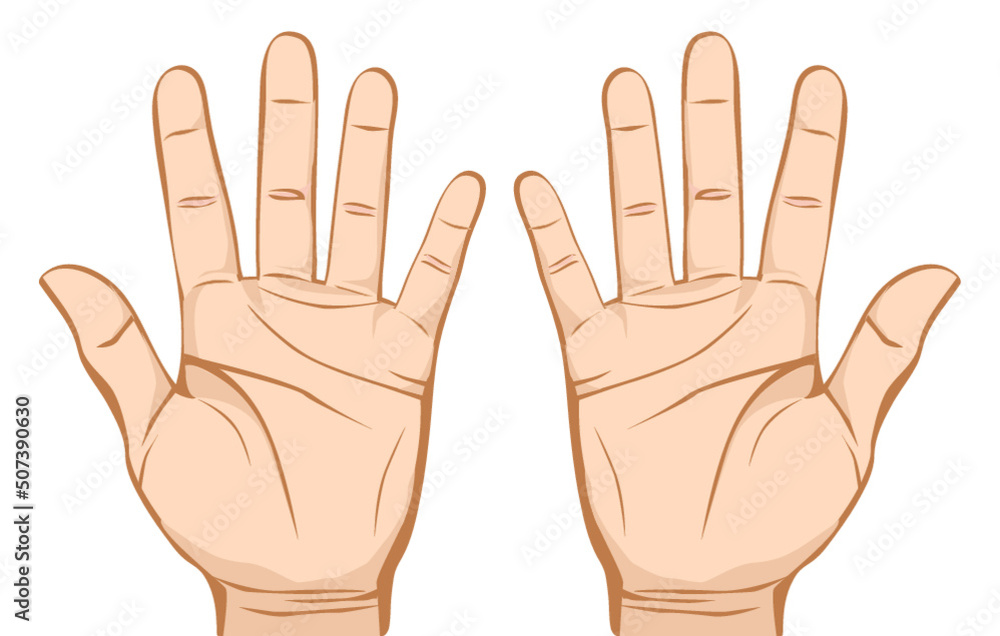 Pair hands (palm) isolated on white background.