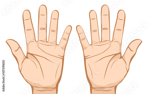 Pair hands (palm) isolated on white background.