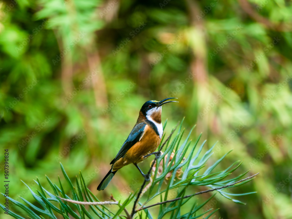 Naklejka premium Eastern Spinebill Sings