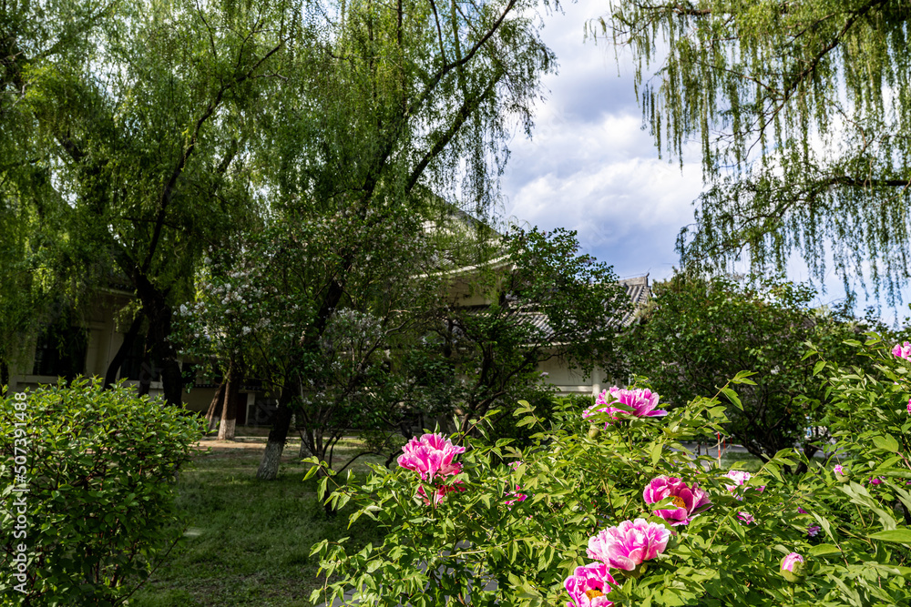 Spring scenery of Peony Garden in Changchun, China Spring scenery of Peony Garden in Changchun, China