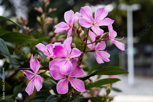 Flowers of the bush Pleroma mutabile or Tibouchina mutabilis or manaca-da-serra in the park of Brazil. Soft pink petals and green leaves