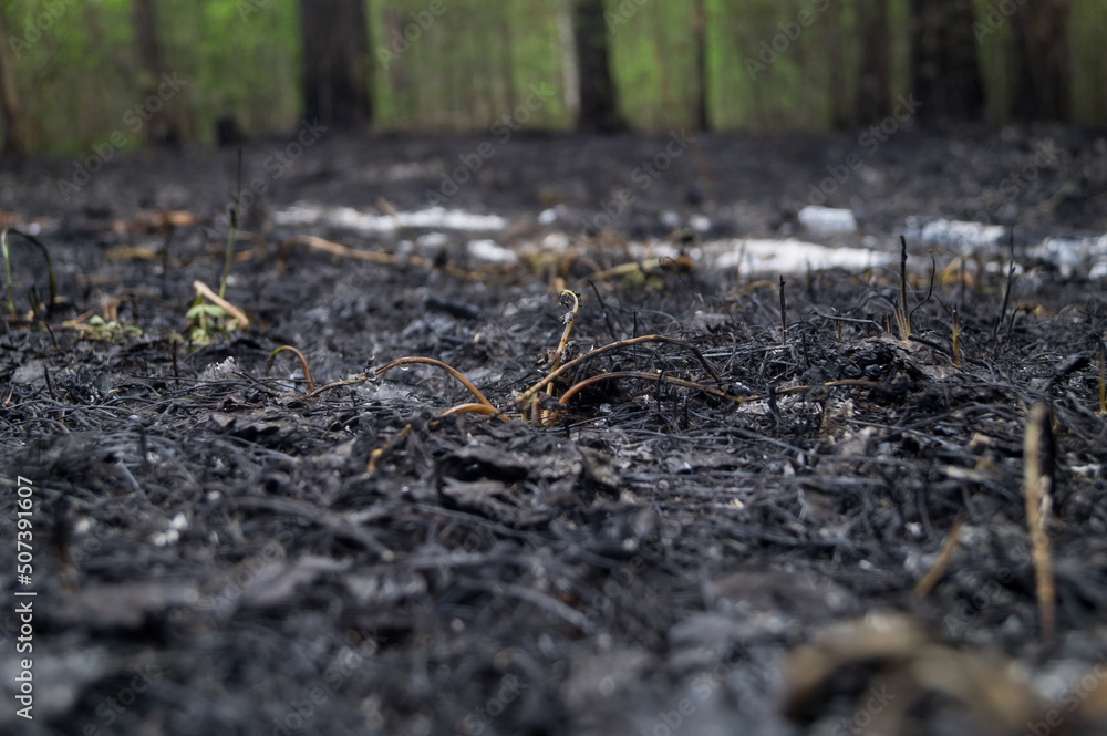 The consequence of a forest fire. Ash from burnt grass and twigs. Burnt plants in the forest. Natural disaster. Extinguished wildfire. Selective focus The consequence of a forest fire. Ash from burnt grass and twigs. Burnt plants in the forest. Natural disaster. Extinguished wildfire. Selective focus