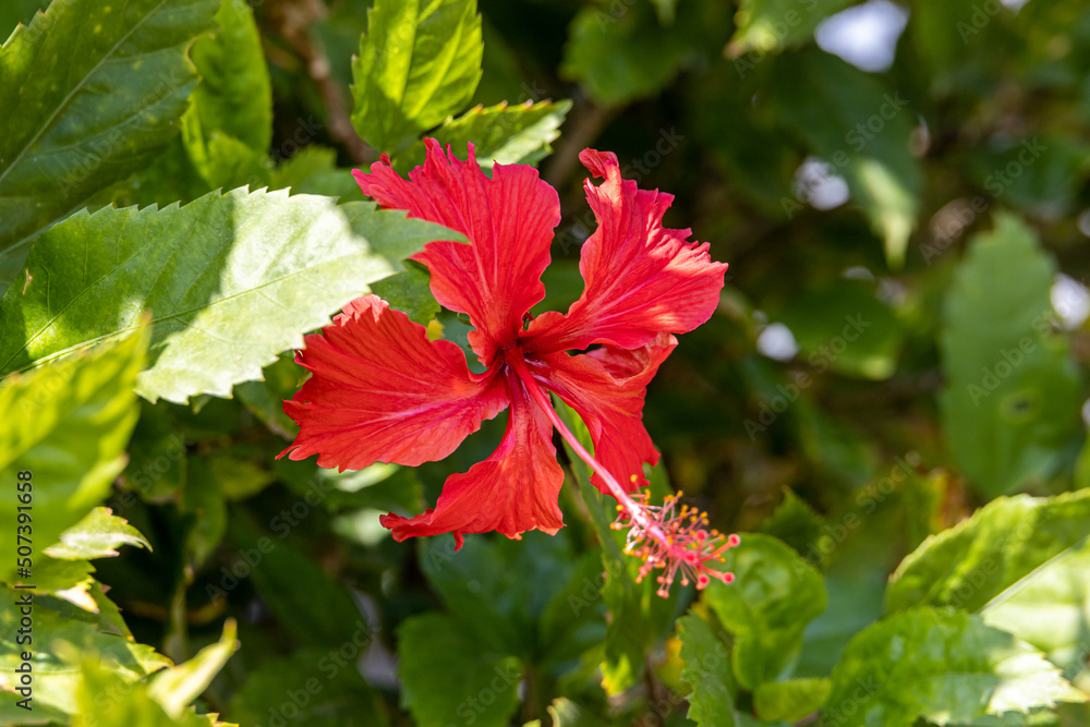 Red flower plant Hibiscus rosa-sinensis, Chinese hibiscus, China rose, Hawaiian hibiscus, rose mallow and shoeblack plant of family Malvaceae. On a bush with green leaves on a green background Red flower plant Hibiscus rosa-sinensis, Chinese hibiscus, China rose, Hawaiian hibiscus, rose mallow and shoeblack plant of family Malvaceae. On a bush with green leaves on a green background