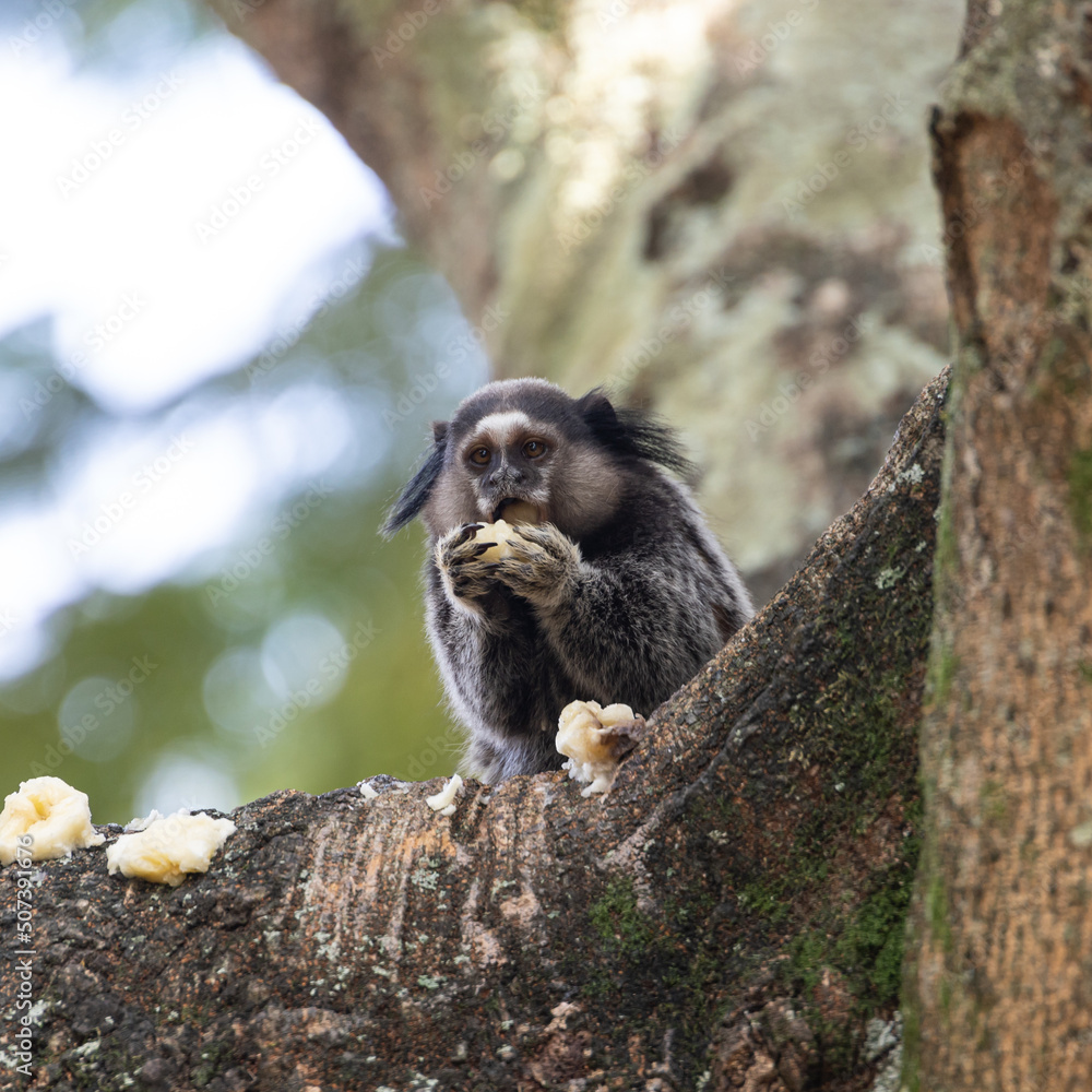 Wied's marmoset (Callithrix kuhlii), also known as Wied's black-tufted ...