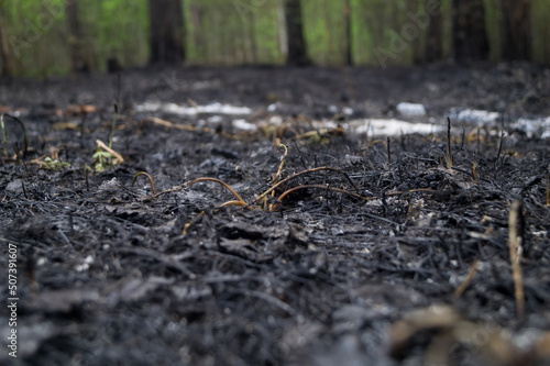 The consequence of a forest fire. Ash from burnt grass and twigs. Burnt plants in the forest. Natural disaster. Extinguished wildfire. Selective focus