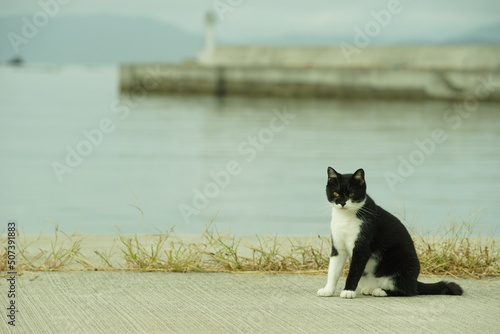 Fototapeta Naklejka Na Ścianę i Meble -  Cat living in Nitoda port, Tashirojima island