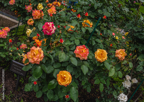 薔薇園の薔薇　アンネフランクの思い出 photo