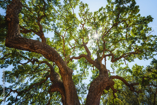 Majestic green oak tree on a meadow, and shining sun photo