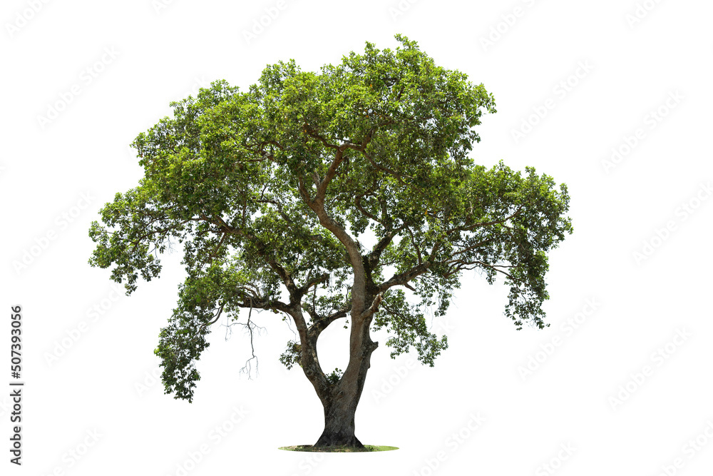Obraz premium Tree isolated on white background high resolution for graphic decoration, suitable for both web and print media