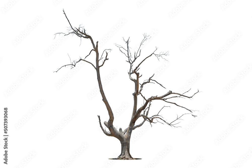 Death tree isolated on white background with clipping path Death tree isolated on white background with clipping path