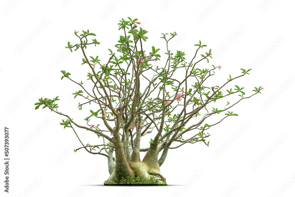 Desert Rose, Adenium tree, Isolated on white background with clipping path. Desert Rose, Adenium tree, Isolated on white background with clipping path.