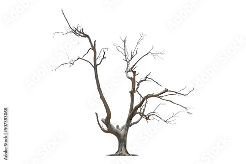 Death tree isolated on white background with clipping path