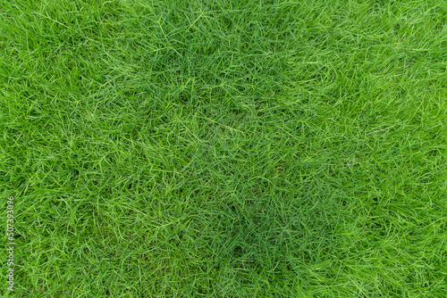 Green field landscape, Background of a green grass, Green grass texture. © pornsawan