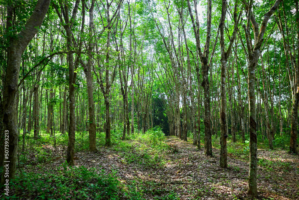 Rubber tree in a row on the plantation
Rubber tree in a row on the plantation