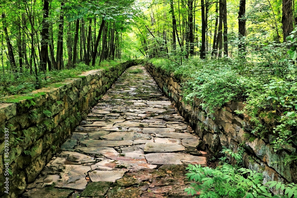 An abandoned logging flume passes through lush green woodland near the