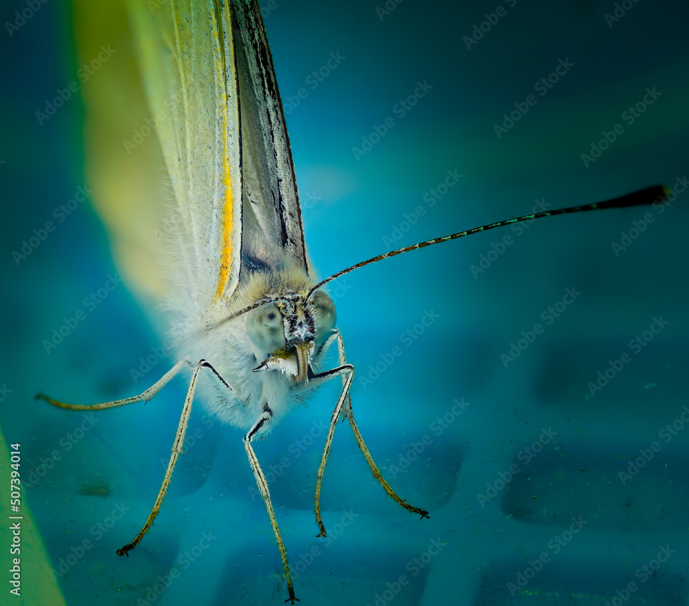 Obraz premium white butterfly