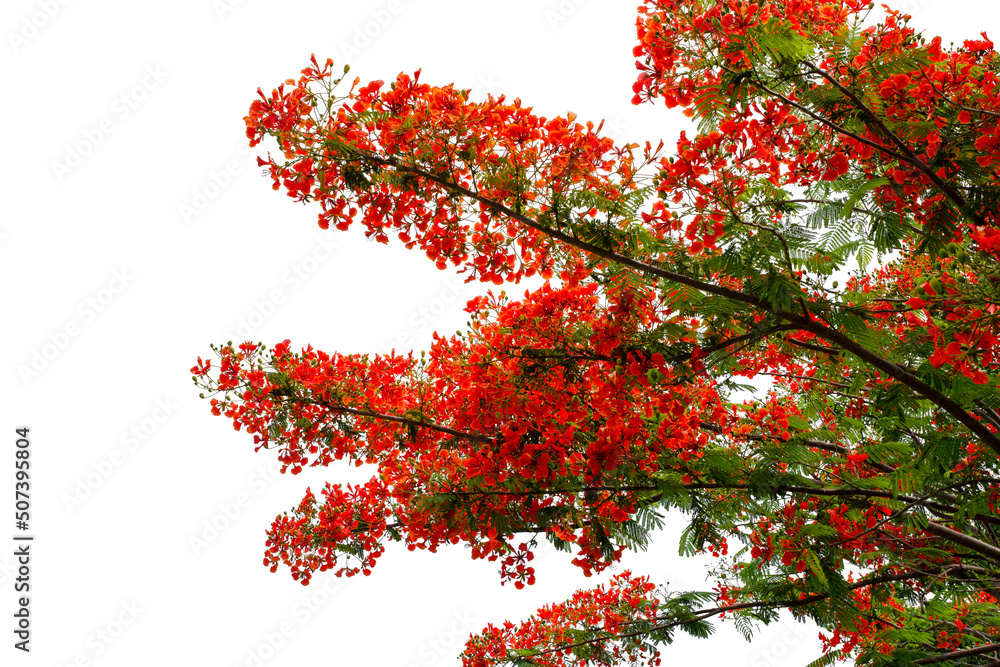 Beautiful tropical tree blooming isolated on a white background, clipping path Beautiful tropical tree blooming isolated on a white background, clipping path