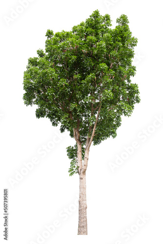 Large green tree is isolated on a white background. clipping path