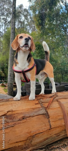 Beto, beagle in the park photo