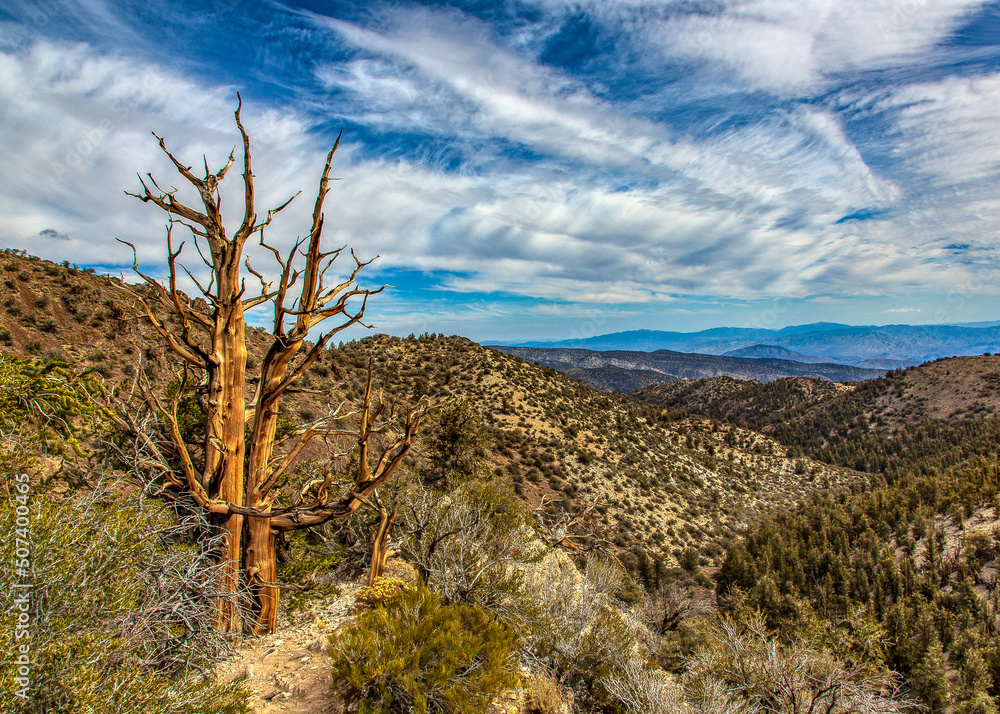 Old bare tree in the high desert mountains with clouds Old bare tree in the high desert mountains with clouds